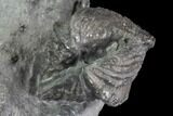 Brachiopod (Mucrospirifer) Fossil - Windom Shale, NY #95954-2